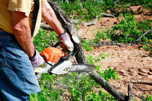 Best Tree Clearing Services  in Fircrest, WA